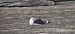 Great Black-backed Gull  - Sebastian Watras