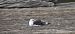 Great Black-backed Gull  - Sebastian Watras