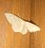 Idaea sp. © Hervé Georget