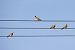 European Turtle Dove 