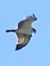 Falco pescatore (Pandion haliaetus) © Massimo Tassinari