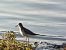 Gambecchio nano (Calidris temminckii) © Patrick Egger