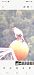 Egyptian Vulture (Neophron percnopterus) © Marc Anton