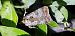 Epilecta linogrisea © Giuseppe Di Lieto