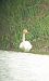 Cygne chanteur  - David Fabro-Joao
