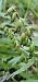 Epipactis leptochila  - Claire Perrachon