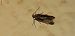 Gelechiidae sp. © Michele Cento