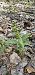 Epipactis leptochila  - Claire Perrachon