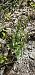 Epipactis leptochila  - Claire Perrachon