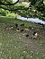 Canada Goose - Augst Hans-Joachim