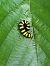 Acronicta alni  - Thomas Lux