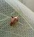 Adelphocoris ticinensis © Delphine Lacuisse