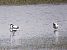 Avocetta (Recurvirostra avosetta) © Marco Cortemiglia