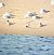 Arctic Tern  - Jakub Topoliński