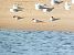Arctic Tern  - Jakub Topoliński