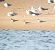 Arctic Tern  - Jakub Topoliński
