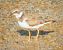 Corriol petit (Charadrius dubius) © Ferran Pujol