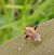 Adelphocoris ticinensis  - Delphine Lacuisse