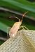 Adelphocoris ticinensis © Delphine Lacuisse