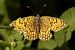 Melitaea celadussa © Paola Bressan