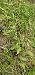 Epipactis leptochila  - Claire Perrachon