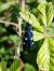Zygaena ephialtes © Marco Cortemiglia