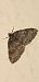 Lobophora halterata  - Michele Cento