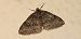 Lobophora halterata  - Michele Cento