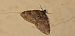 Lobophora halterata  - Michele Cento