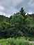 Ailanthus altissima  - Giulia Gaiola (FVG)