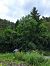 Ailanthus altissima © Giulia Gaiola (FVG)
