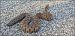 Asp Viper (Vipera aspis) © Giuseppe Di Lieto