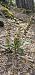Epipactis leptochila  - Claire Perrachon