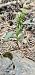Epipactis leptochila  - Claire Perrachon