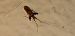 Phytocoris varipes © Michele Cento