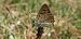 Lycaena phlaeas © Michele Cento