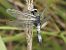 Libellula fulva © Massimo Tassinari
