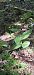 Epipactis helleborine  - Michel Robin