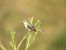 Spioncello (Anthus spinoletta) © Dario Bosio
