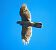 Astor (Astur gentilis) © Ferran Pujol