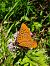 Argynnis paphia © Bassano Riboni