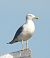 Caspian Gull  - Kacper Mikulski