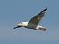 Caspian Gull  - Kacper Mikulski