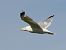 Caspian Gull  - Kacper Mikulski