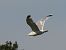 Caspian Gull  - Kacper Mikulski