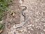 Smooth Snake  - Jordi Ponce