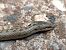 Smooth Snake  - Jordi Ponce