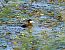 Ruddy Duck  - Damian Mikulski