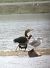 Ibis falcinelle  - Torsten Weber