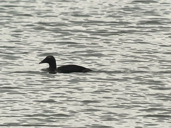 edredon  - Maciej Aleksandrowicz